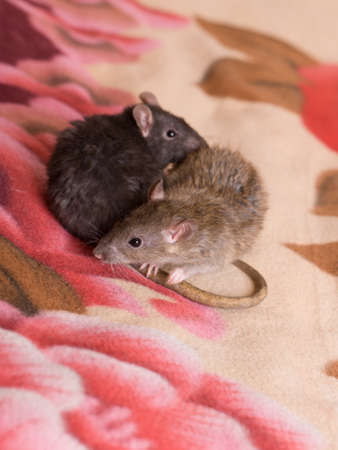 two little domestic rat on the blanketの写真素材