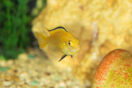 Labidochromis yellow in aquarium water close upの写真素材