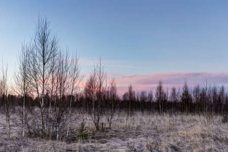 trees and grass in the early morning frostの写真素材