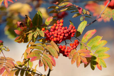 rowan branch with ripe berries in autumn closeupの写真素材