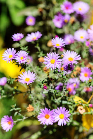 blooming violet aster in the autumn garden