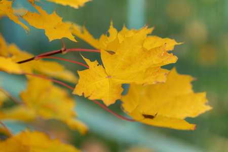 yellow maple leaves in autumn close up