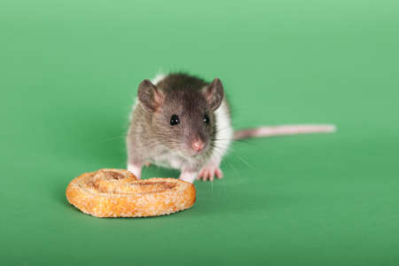 studio portrait of baby rat on green backgroundの写真素材