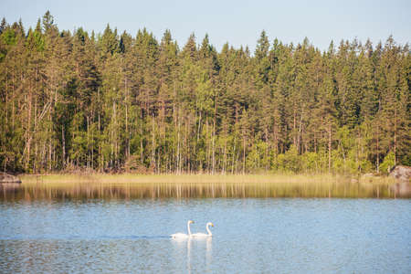pair of swans on the water of a forest lakeの写真素材