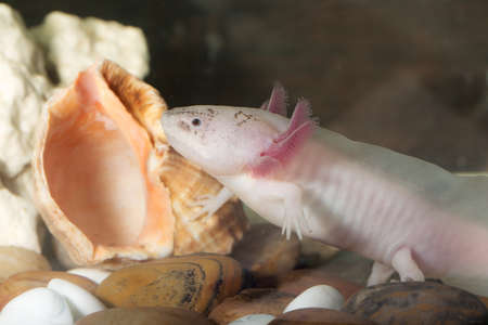 portrait of an axolotl in an aquarium closeupの写真素材