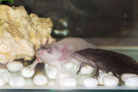 two axolotls in an aquarium close upの写真素材