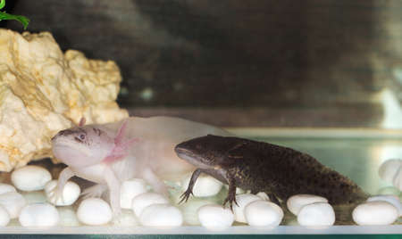 two axolotls in an aquarium close upの写真素材