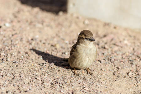 Portrait of a sparrow on the sandの写真素材