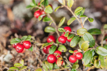 ripe berries of lingonberry on a bush in the forestの写真素材