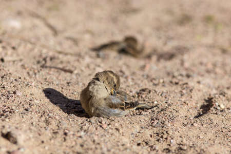 sparrows clean the feathers in the springの写真素材