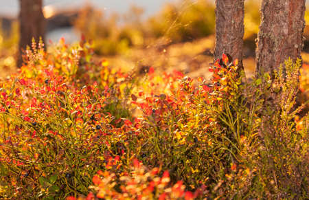 blueberry bushes with red leaves in the evening lightの写真素材
