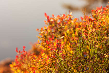 blueberry bushes with red leaves in the evening lightの写真素材
