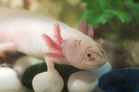 portrait of an axolotl in an aquarium closeupの写真素材