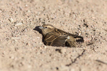 Portrait of a sparrow in a sand pitの写真素材