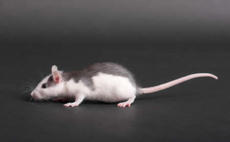 portrait of domestic baby black and white ratの写真素材