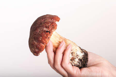 Big cepe in a hand close upの写真素材