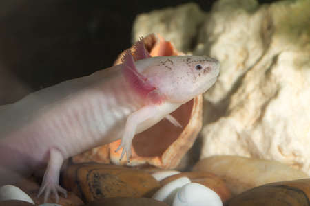 portrait of an axolotl in an aquarium closeupの写真素材