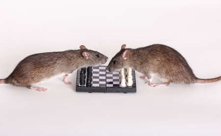 Two brown domestic rats about a chessboardの写真素材