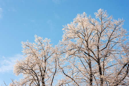winter trees in the snow against the blue skyの写真素材