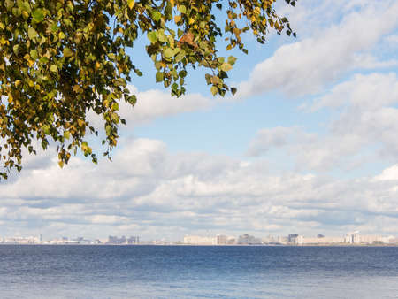 autumn leaves of birch on a background of the bayの写真素材