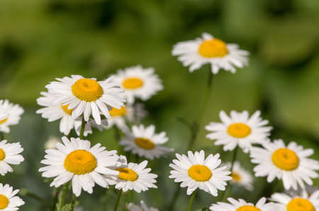 white daisies on a sunny summer day closeupの写真素材