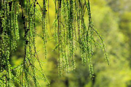 Larch branches with soft green needles in spring