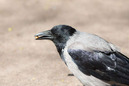 crow holding a nut in its beak closeup