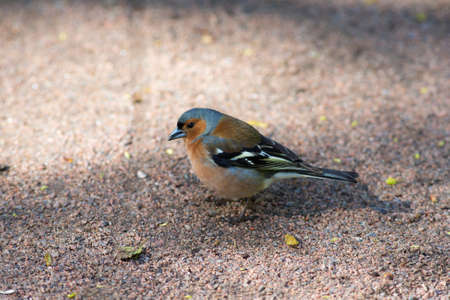 portrait of a chaffinch on a gravel pathの写真素材