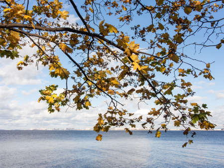 autumn maple foliage on the background of the bayの写真素材