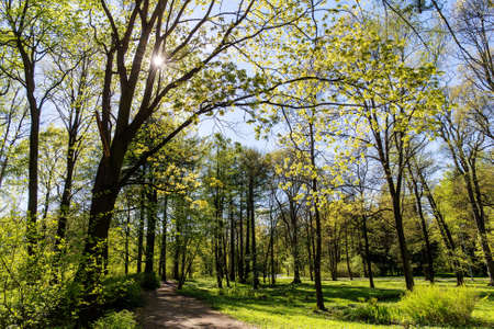 landscape in the park on a sunny spring dayの写真素材