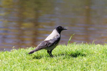 crow on green spring grass near waterの写真素材