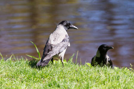 two crows on the green spring grass near the water
の写真素材