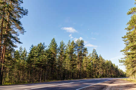 landscape with a road in a pine forest