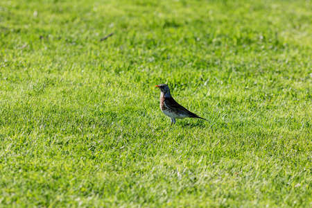 snowbird on a green lawn in the spring