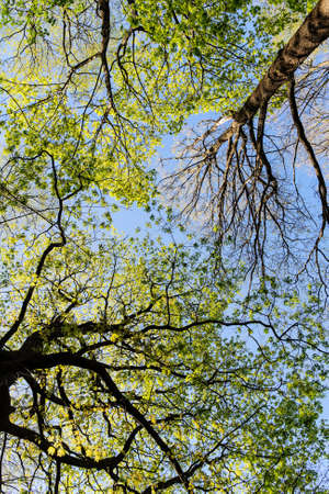 foliage of deciduous trees in the spring