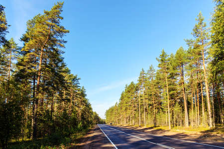 landscape with a road in a pine forestの写真素材