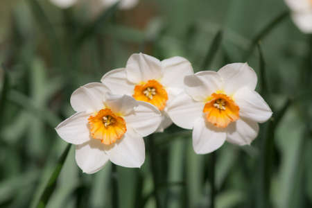 flowering white daffodils in a spring garden closeup