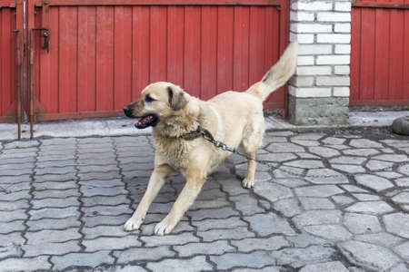 domestic dog on a chain in the yard