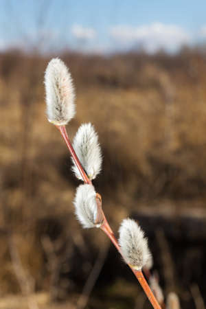 spring twig of willow in the foregroundの写真素材