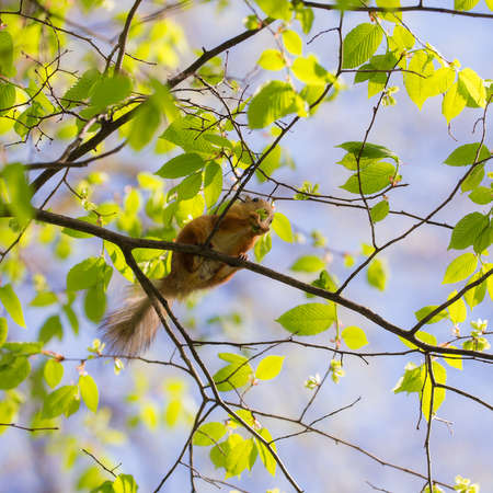 squirrel on a tree eats spring buds
