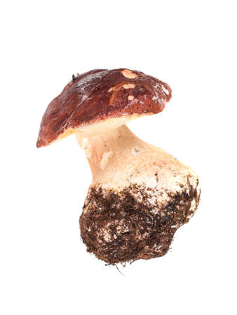 cep close up on white background (Boletus edulis f. pinicola)の写真素材