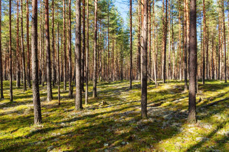 pine forest on a sunny autumn day