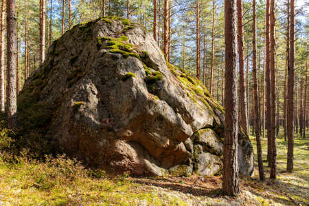 Large rock in a sunny pine forestの写真素材
