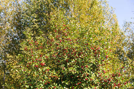 hawthorn bush with ripe berries in autumn