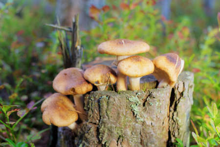 honey agaric on a stump in the woods close upの写真素材