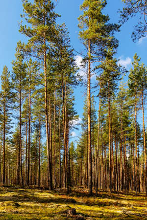 pine forest on a sunny autumn dayの写真素材
