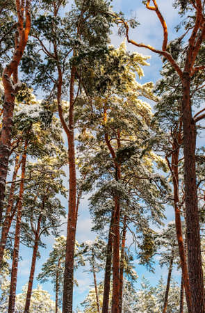 Pine trees in the forest after a snowfallの写真素材