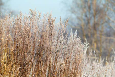 dry grass in frost in the foregroundの写真素材