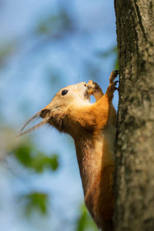 squirrel with a nut on the trunk of a treeの写真素材
