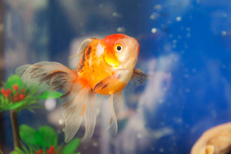 portrait of goldfish in aquarium water closeupの写真素材